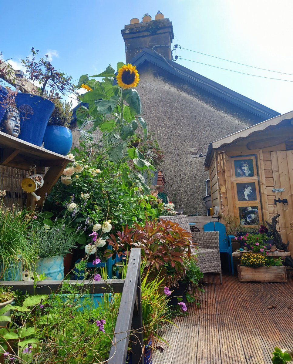 Amanda's Counselling (@amandacounsel) on Twitter photo Wow look at our๐ป๐ป tall & bright yellow beacons providing inspiration &encouragement After strong winds the sunflowers brings us courage hope & love The magic of natureโจ๏ธ๐;โจ๏ธ๐ชถ๐พ#letyoursparkleshine #SenseofBelonging <a href="/elisaodonovan/">Cllr Elisa O'Donovan</a> <a href="/PashPainter/">Sharon @ Rejuvenate Interiors Ireland</a> <a href="/LimChildcare/">Limerick Childcare Committee</a> <a href="/children_grief/">Children's Grief Centre</a> Wow look at our๐ป๐ป tall & bright yellow beacons providing inspiration &encouragement After strong winds the sunflowers brings us courage hope & love The magic of natureโจ๏ธ๐;โจ๏ธ๐ชถ๐พ#letyoursparkleshine #SenseofBelonging <a href="/elisaodonovan/">Cllr Elisa O'Donovan</a> <a href="/PashPainter/">Sharon @ Rejuvenate Interiors Ireland</a> <a href="/LimChildcare/">Limerick Childcare Committee</a> <a href="/children_grief/">Children's Grief Centre</a>