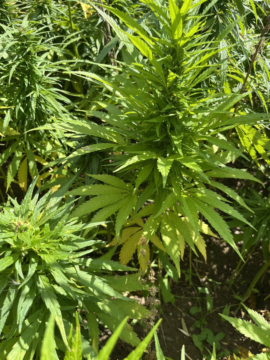 Irgendwo im Nirgendwo in der weiten Uckermark. Ihr seht es auch, zwischen den Sonnenblumen 🌻: