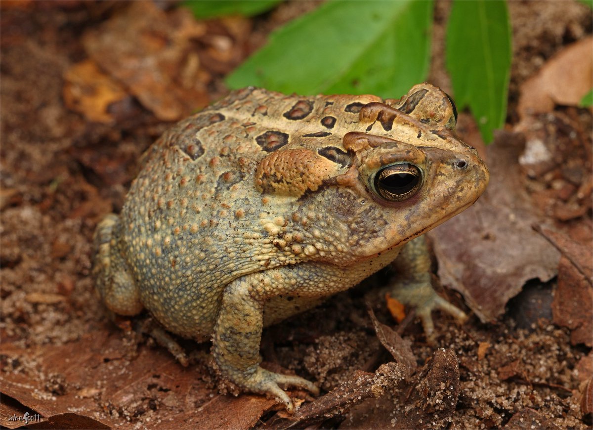 As I sit at home under an asphyxiating heat dome that envelopes my herping hiatus bubble, I have to remember to take time for the critters that call my home, their home. This Southern Toad sits under my porch light every night to feast of on night-flying insects.