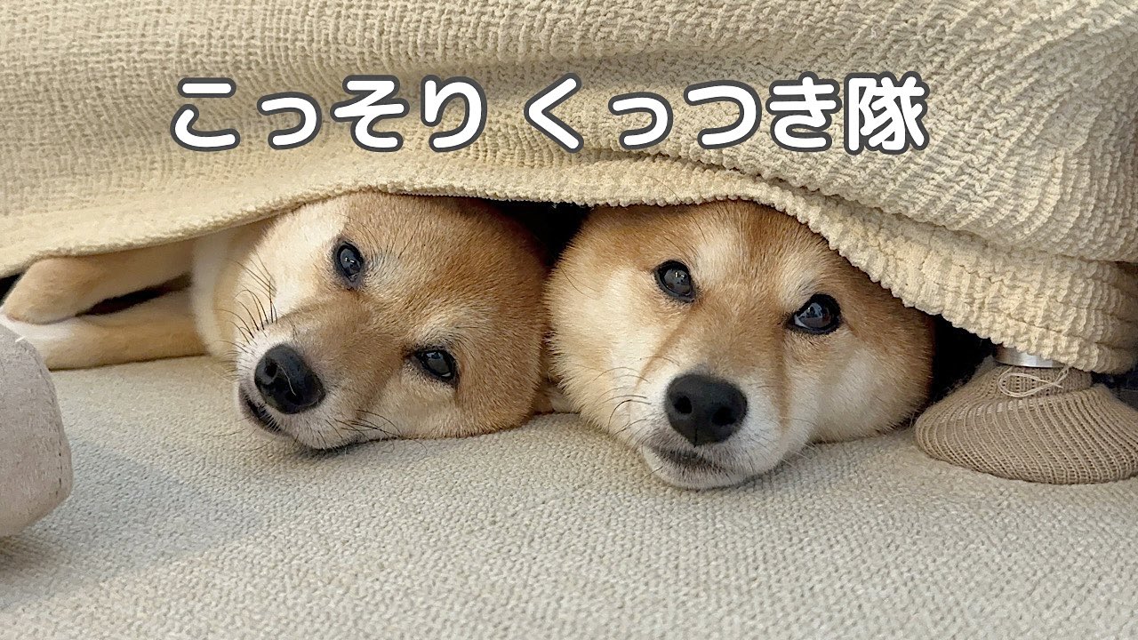 芝犬です。 Shiba Inu assistance dog] A walk to see the struggling