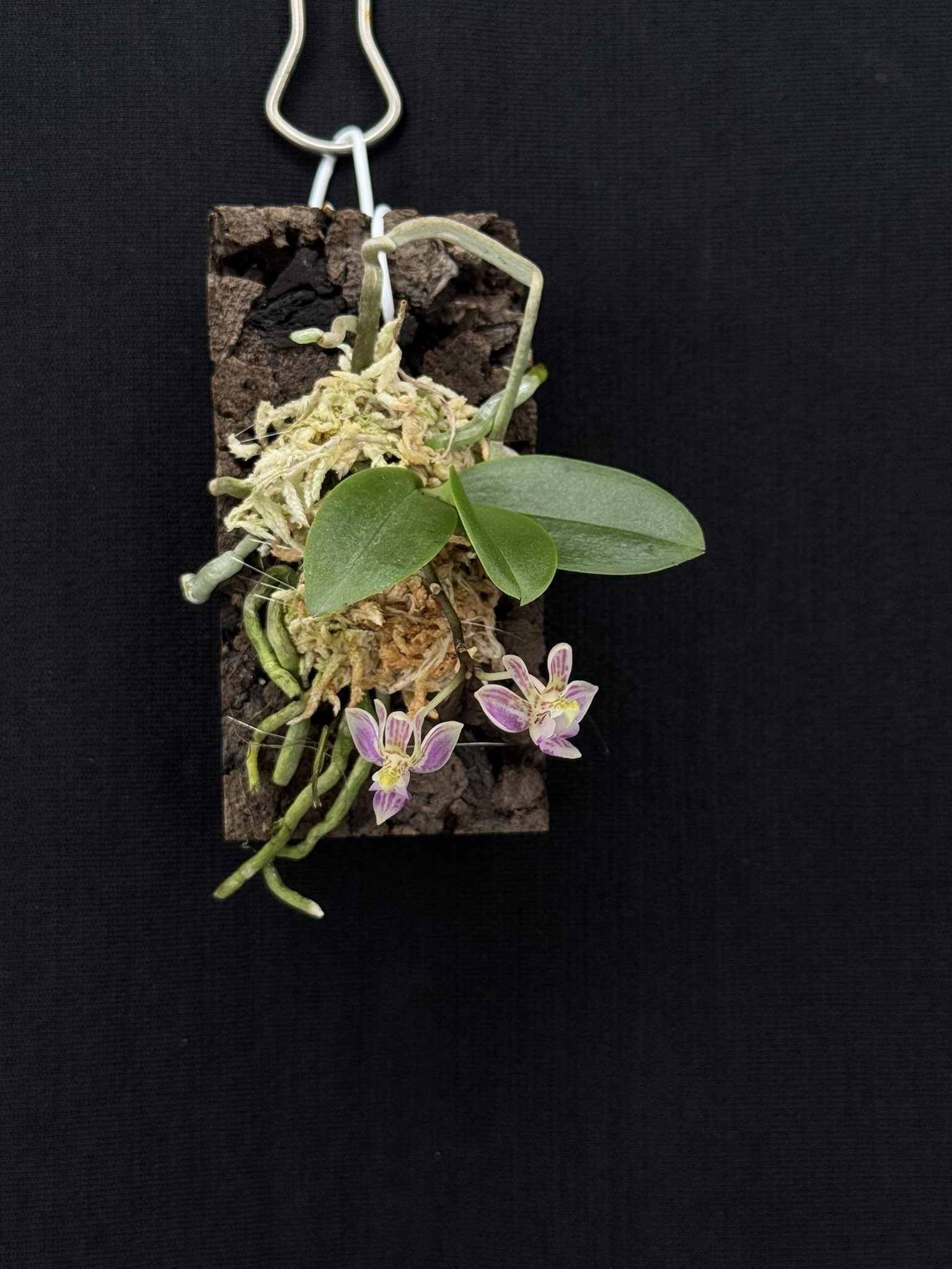 Wakayama Orchids on X: 