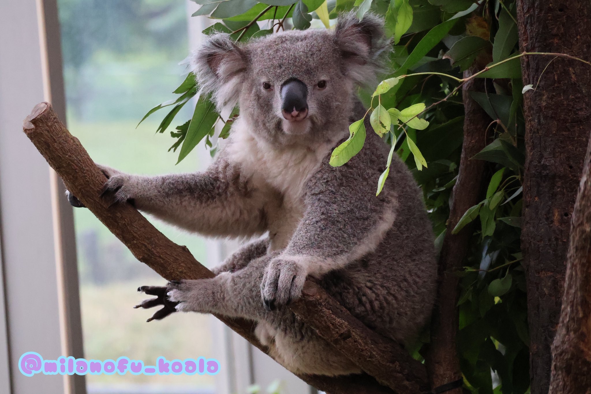 みっちゃんコアラ みらの🐨 on X: 