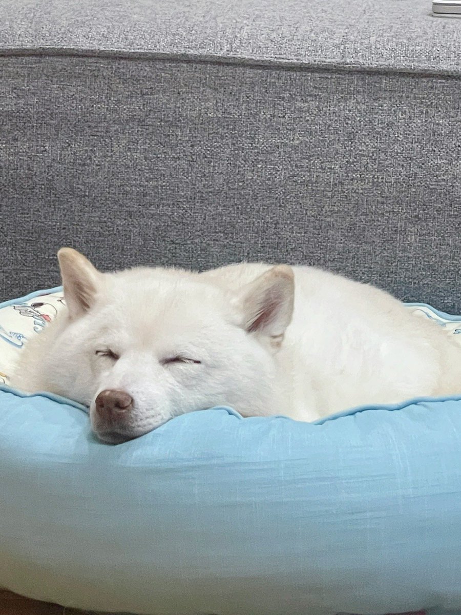 今日、何ヶ月？って聞かれた☺️

154ヶ月です！

＃はしゃぎまくるからかな
＃白柴　＃柴犬のいる暮らし