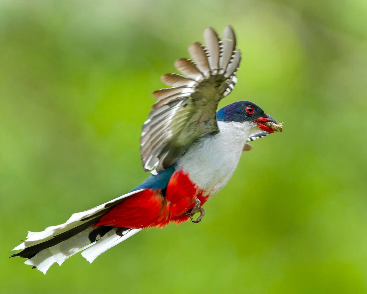 Este es el Tocororo, ave nacional de Cuba, les explico por qué: 

Tiene los colores de nuestra bandera; blanco, rojo y azul… pero lo esencial, simboliza un profundo valor: LA LIBERTAD, no puede vivir en cautiverio, muere al instante…