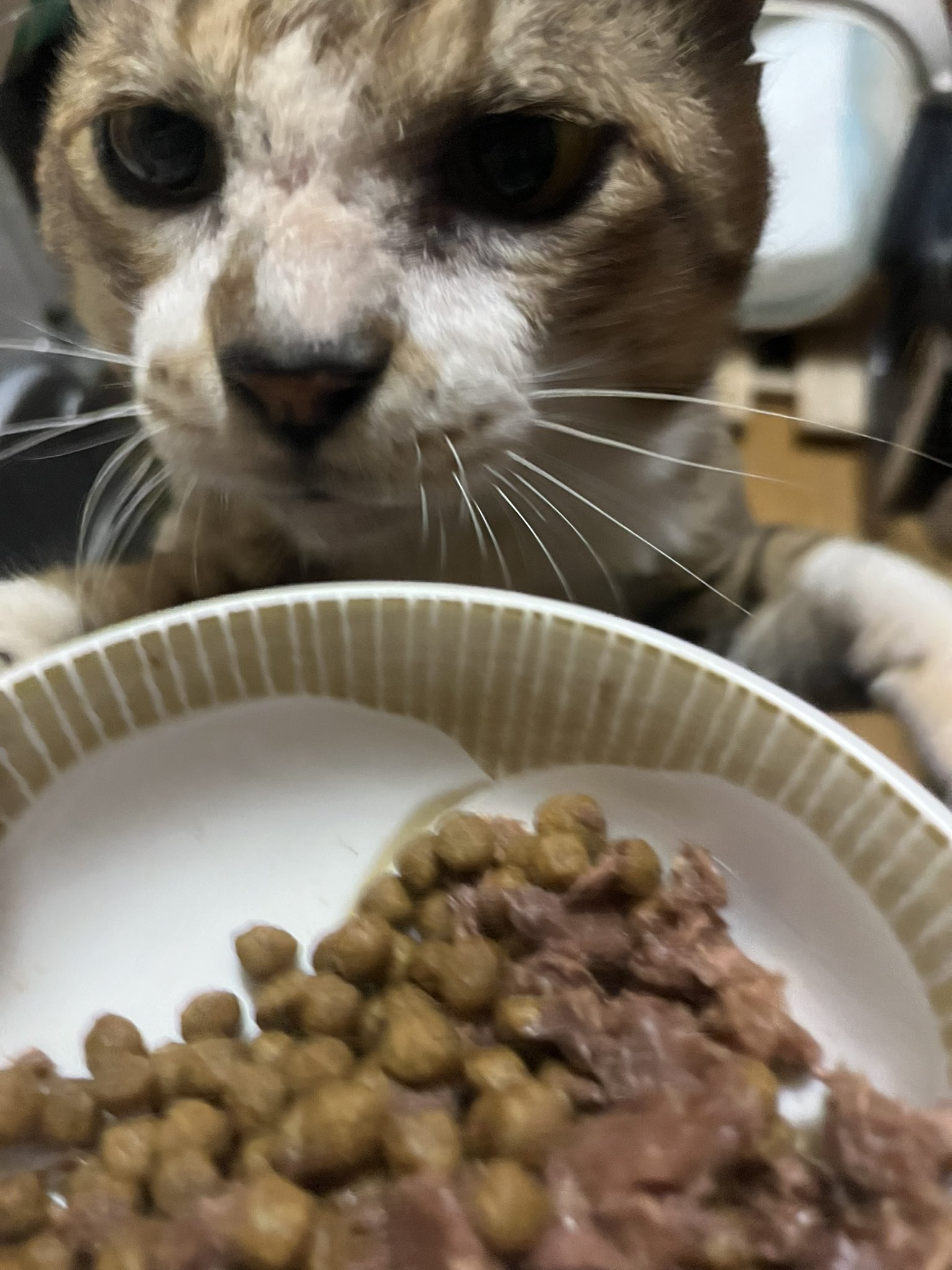 猫まっしぐら 廣瀬 達也-ひろせ農園- on X: 