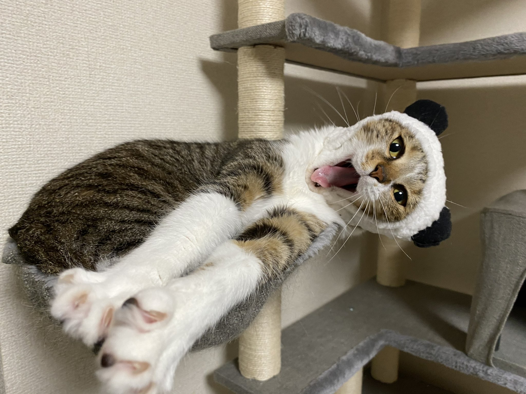 修正作品　プカプカ猫 修正作品 プカプカ猫 k7170.jpg