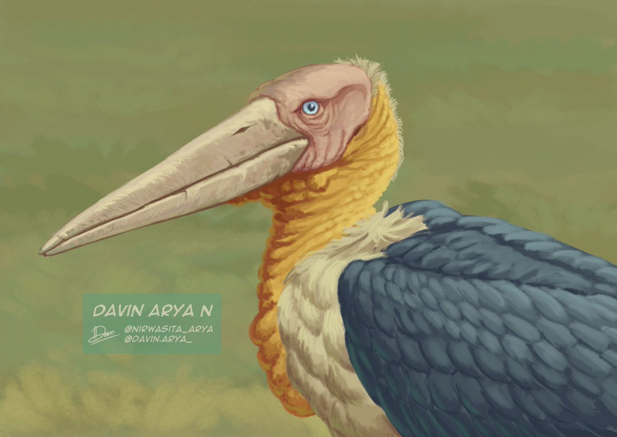 Leptoptilos titan #paleonusantara3

A species of giant stork from the Watualang site, East Java. Around the same size as L. robustus (180 cm), it was one of the largest birds in Indonesia.  It lived alongside Stegodons and Homo erectus during the late Pleistocene