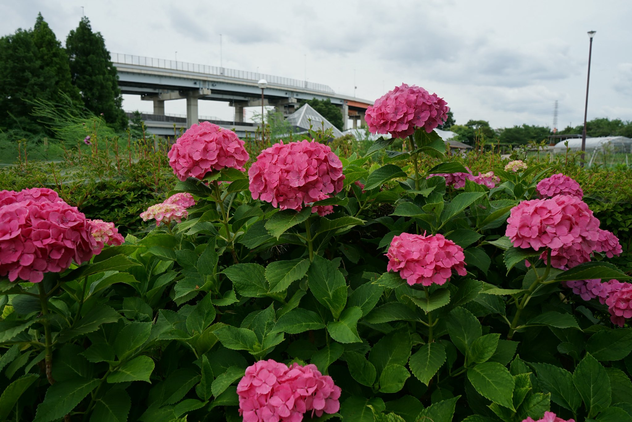 草花 hnb-v24021.jpg