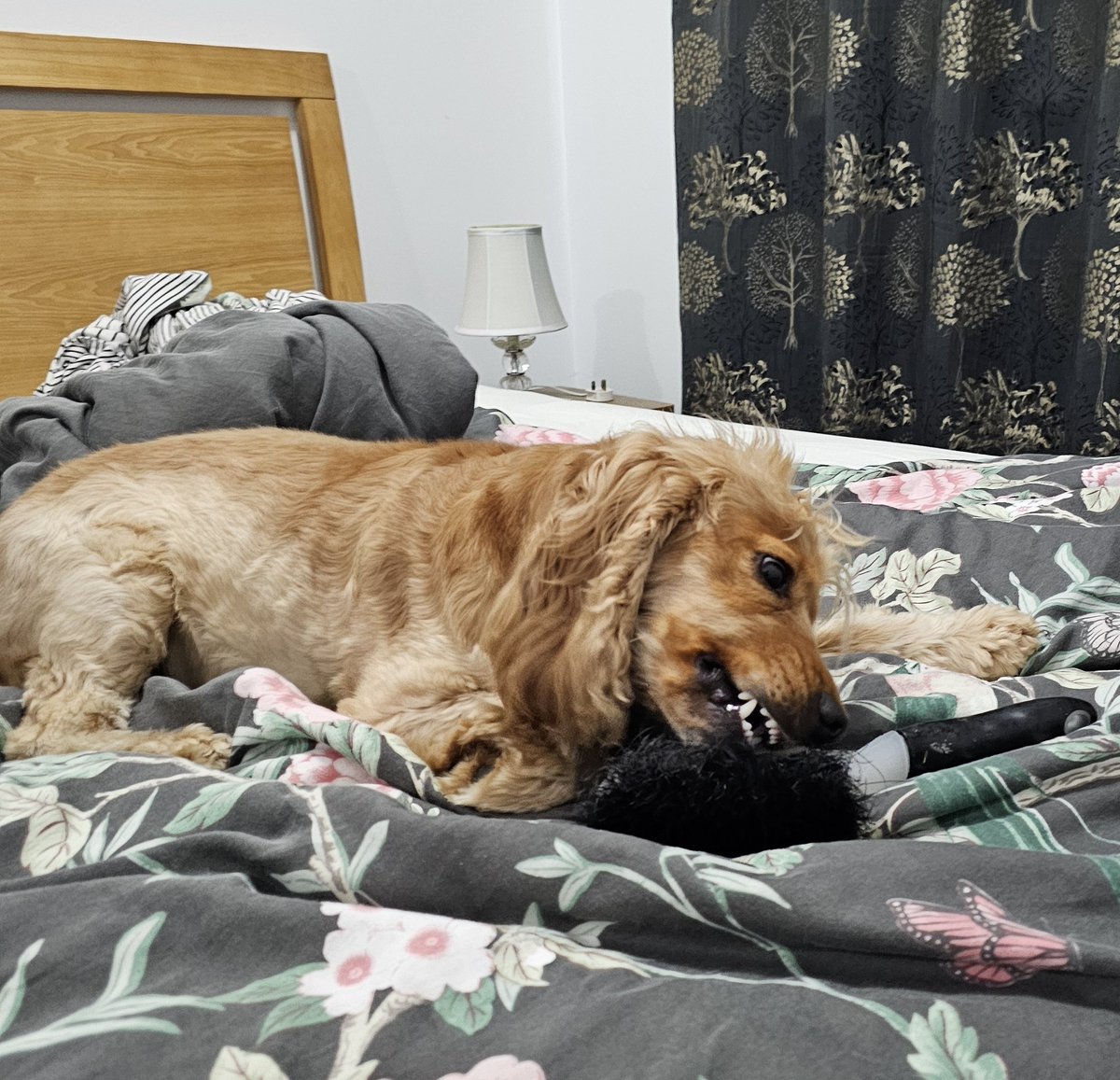 BonnieBess6's tweet photo. Mam made a rookie error and left the outside brush on top of the bin and it blew off. I managed to "rescue" it when I had to make a garden bathroom dash. She's had to go and get the special treats to negotiate the safe return of her brush #Swapsies #StormFloris https://t.co/52Ynhvl4OT