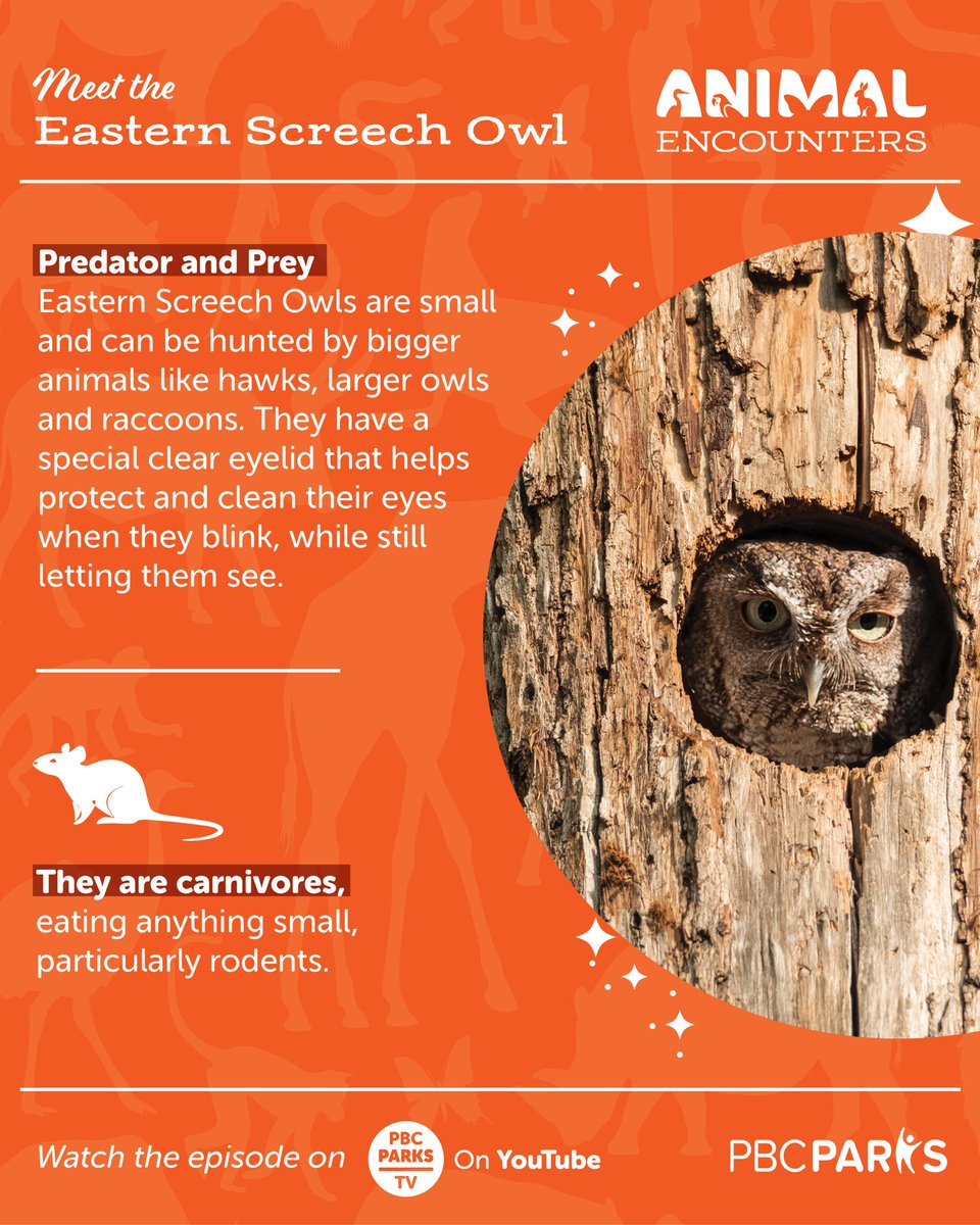 🐾 Welcome to Animal Encounters, where we introduce you to animals that can be found in #PBCParks! Watch now and explore more in our YouTube playlist—link in the highlight reel!