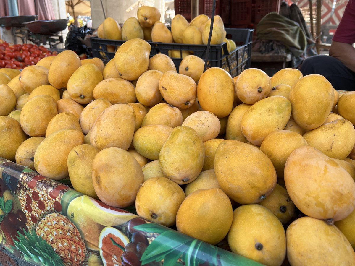 エジプトより暑中お見舞い申し上げます

１ヵ月ぶりに戻ったエジプトはマンゴの季節
キロ当たり（写真の手のひらサイズだと4個）40エジプトポンド（120円ほど）😊😋😋