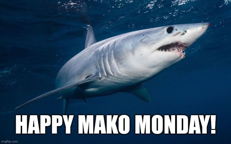 подушка чайная (@lotengotea) on Twitter photo 