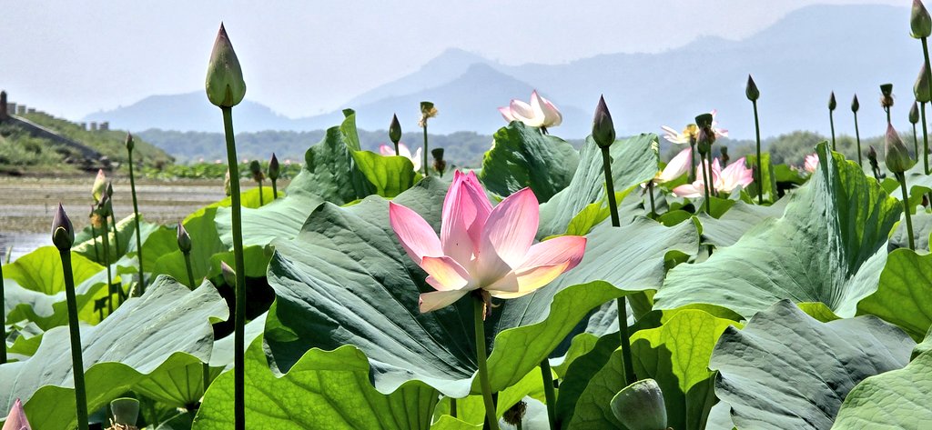 WajahatIqbal2's tweet photo. This Tweet is for local valley people & don't miss the chance to see this magnificent lotus bloom in Wular which has happened after 30 years.
#Bandipora #wular #Lotus #kashmirvalley #kashmirbeauty @javeddar786 @basiitzargar @Naiknelofar788 @ahmermkhan @islahmufti @mussarat_zia https://t.co/Vyigy3xj3N