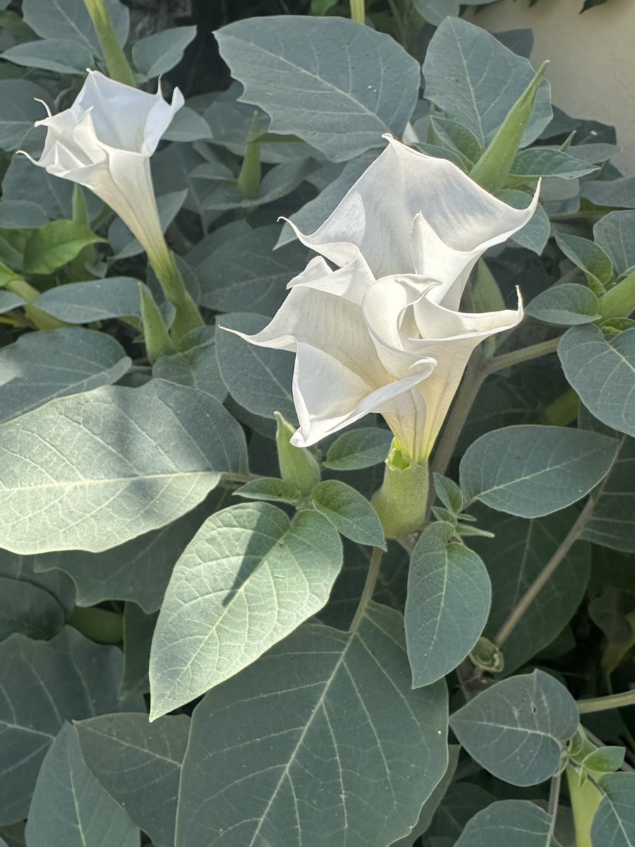 शिव ही सुंदर है ।