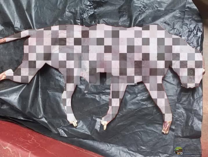leopocon's tweet photo. Tragic find at Maduru Oya National Park: DWC recovered a skinned leopard carcass today, marking the 14th evidence-based record of poaching this mid-year. This underscores the urgent threat to Sri Lanka’s leopards. @Dailymirror_SL
@AzzamAmeen https://t.co/mPiE06JLJC