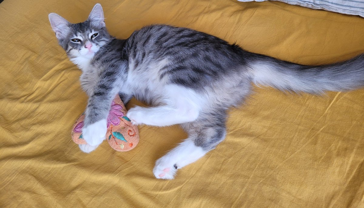 Göbek açmaya bayılırın benim yuvam olmak istemez misiniz? 
📍Bursa ve çevresi