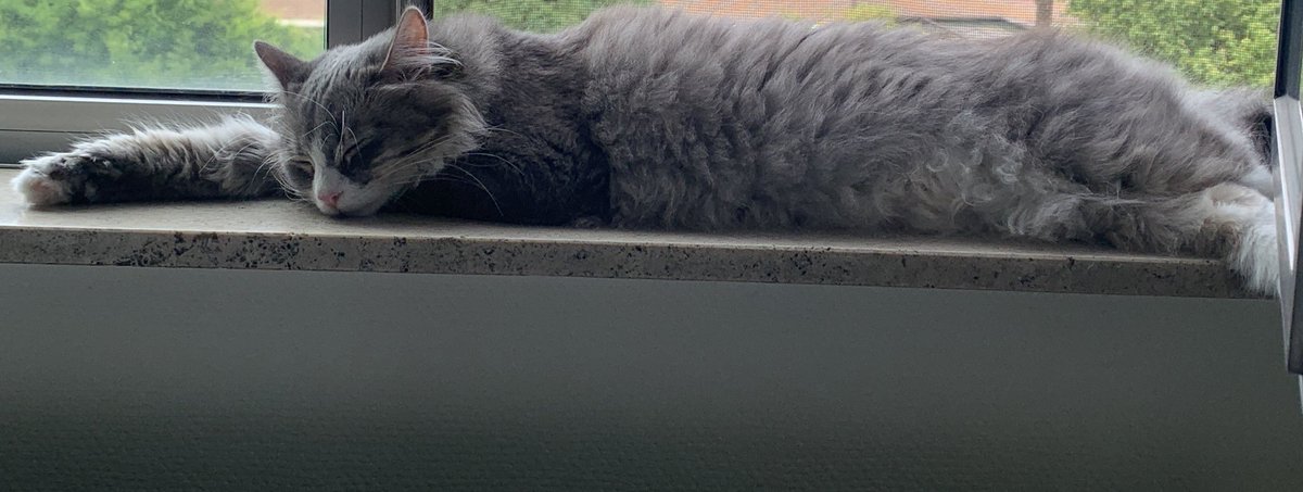 Oksii ✚ 🇺🇦 (@oksii33) on Twitter photo One moment she is hunting me, biting my legs and demanding snacks. The next, she is sleeping like an angel, looking completely innocent🥹
Reminder: GUR urgently needs a pickup.
send.monobank.ua/jar/2EzCErxKUK
PayPal v.titarenko@student.csn.khai.edu One moment she is hunting me, biting my legs and demanding snacks. The next, she is sleeping like an angel, looking completely innocent🥹
Reminder: GUR urgently needs a pickup.
send.monobank.ua/jar/2EzCErxKUK
PayPal v.titarenko@student.csn.khai.edu