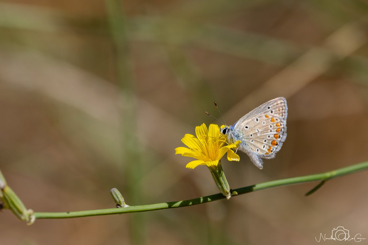 Mariposa Ícaro (Polyommatus icarus).