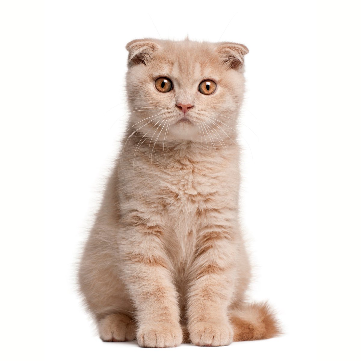 shizh00's tweet image. SHIZHOO Catnip For cats who demand the best. 🐾 100% organic. 100% satisfaction | Grab SHIZHOO Catnip for your feline now: amazon.com/dp/B0DJRB2ST4
#shizhoocatnip #catnip #catniphigh #catniptoy