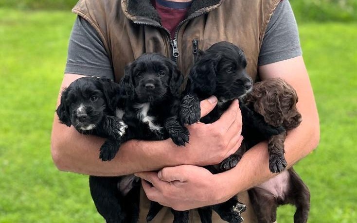 Working cocker pups looking for homes in a couple of weeks. Best of breeding, parents both great workers. Docked and dew clawed. KC registered. PM for more details and any enquires.