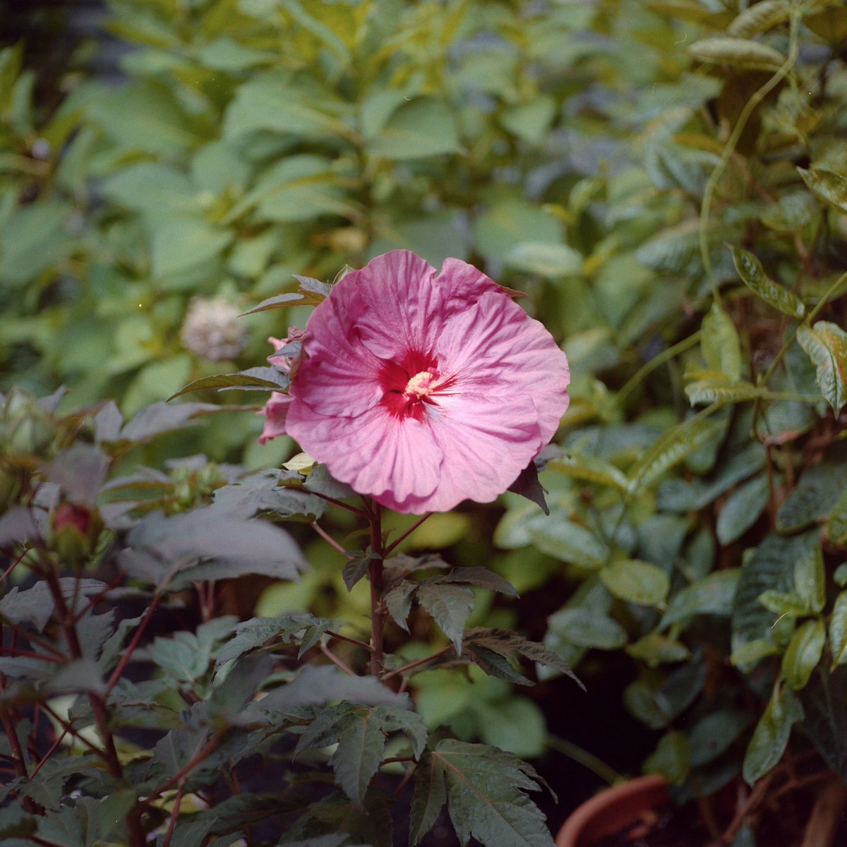 yashica mat &amp; kodak gold 200