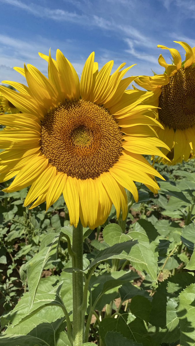 brasorgr's tweet photo. GIRASOLI IN VALDICHIANA. https://t.co/DOsrRyPDnC