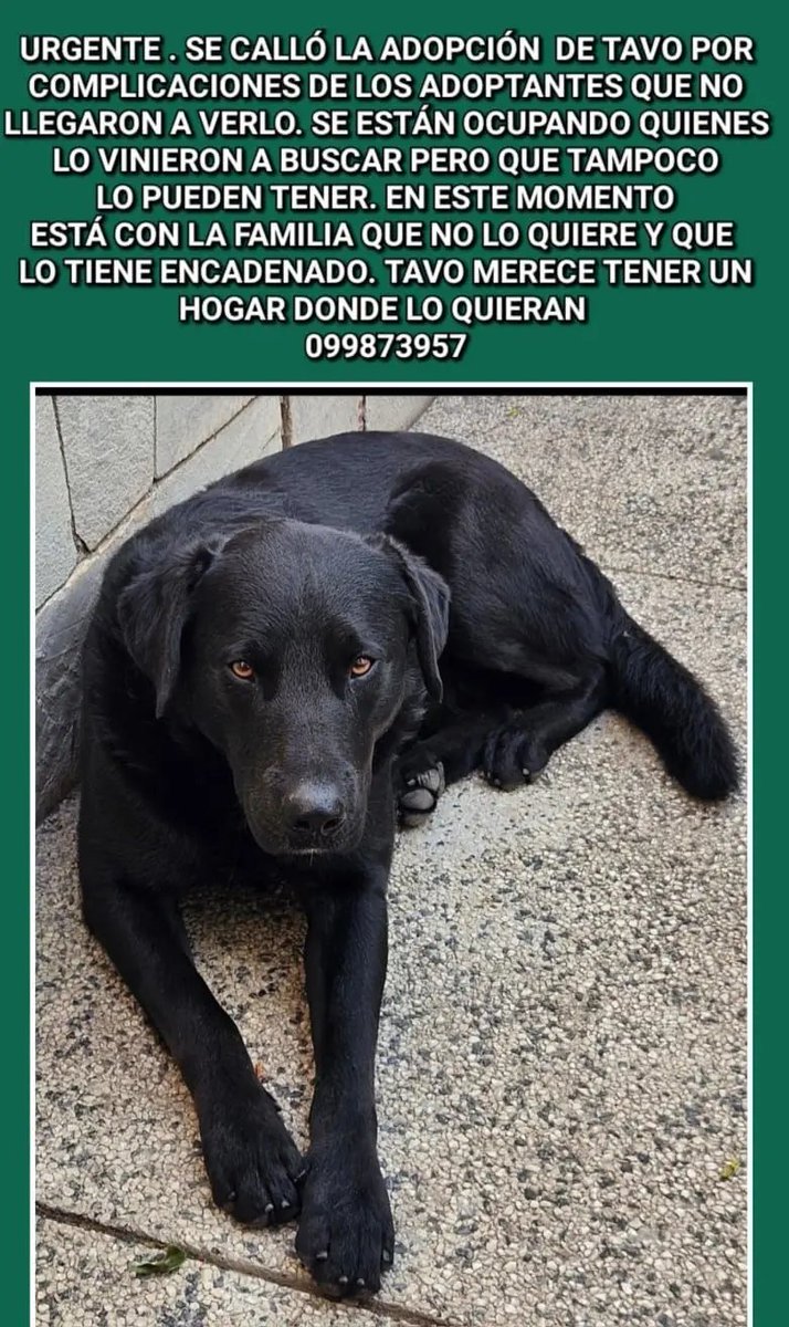 MatuNogueira's tweet photo. Necesita urgente un hogar o transitorio! https://t.co/bHywzshPEF
