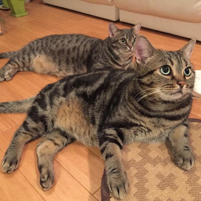 モンクが旅立って今日で二年が経ちました。三回忌と言うんだね。
昔の写真を眺めてたら、色々思い出しちゃうな。ほんと優しいイイ男だったな〜。
妹ドルフィーは一人になってだいぶ甘えん坊になったよ。
モンクを思わない日はないよ。
また会える日まで、皆を見守っていておくれ！

#cat #ねこ