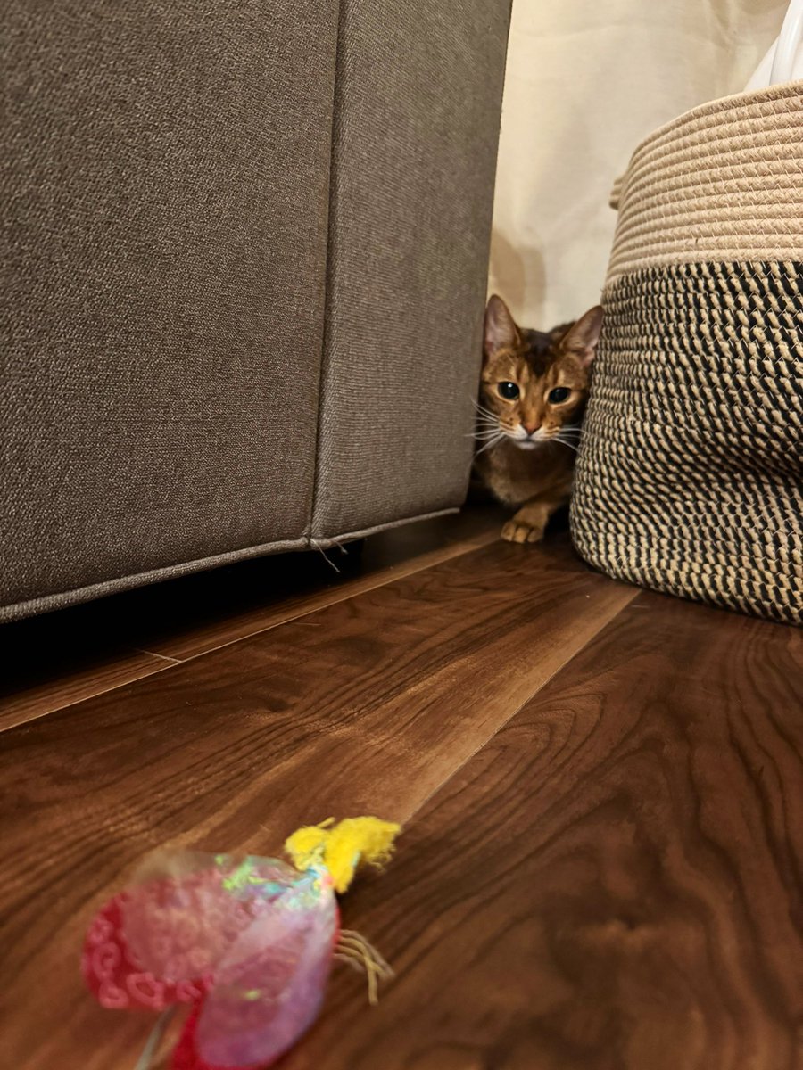 獲物を狙うとらきち