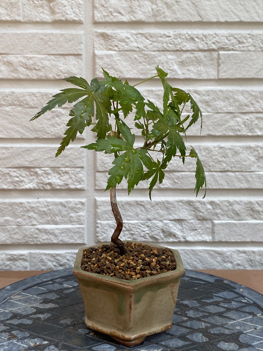 chun83_sponge's tweet photo. 挿木のもみじ､ツツジ､桜です。
#bonsai #盆栽 #挿木 #もみじ #ツツジ #桜 https://t.co/Jq7Y08P39A