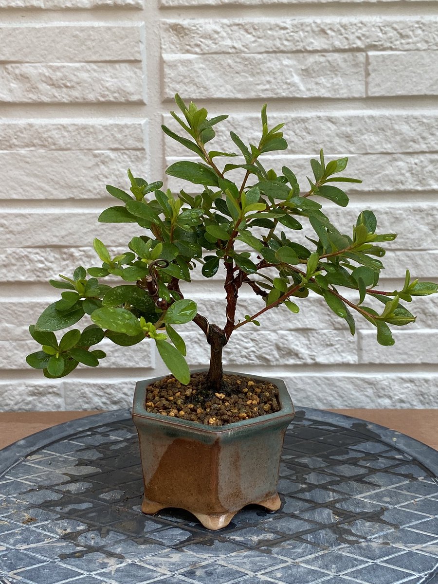 chun83_sponge's tweet photo. 挿木のもみじ､ツツジ､桜です。
#bonsai #盆栽 #挿木 #もみじ #ツツジ #桜 https://t.co/Jq7Y08P39A