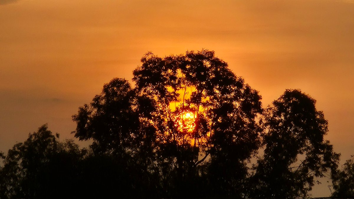 poohthebear0's tweet image. same tree, different days