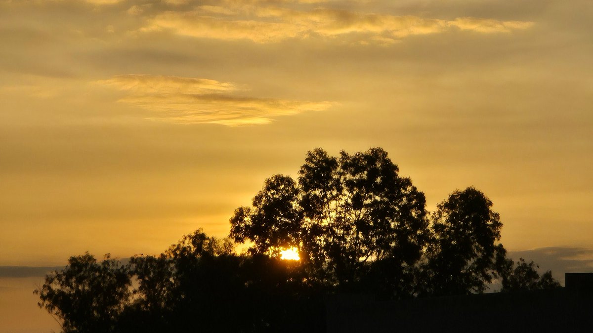 poohthebear0's tweet image. same tree, different days