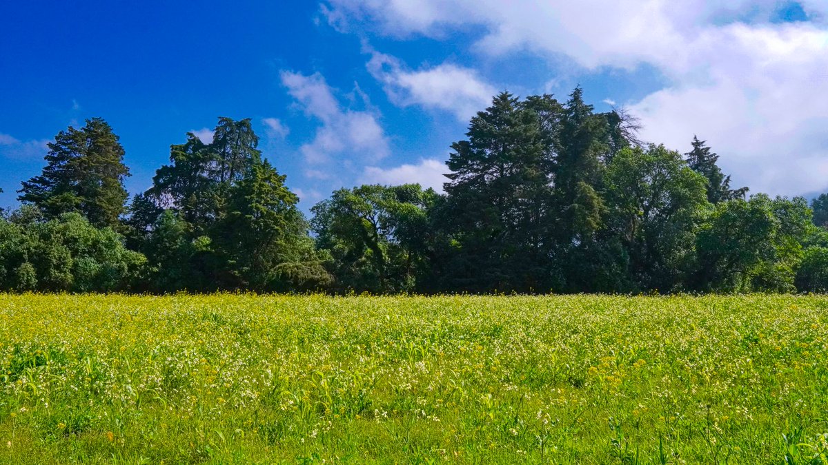 ferramlop's tweet photo. floración de verano https://t.co/mCPrSVmNy2