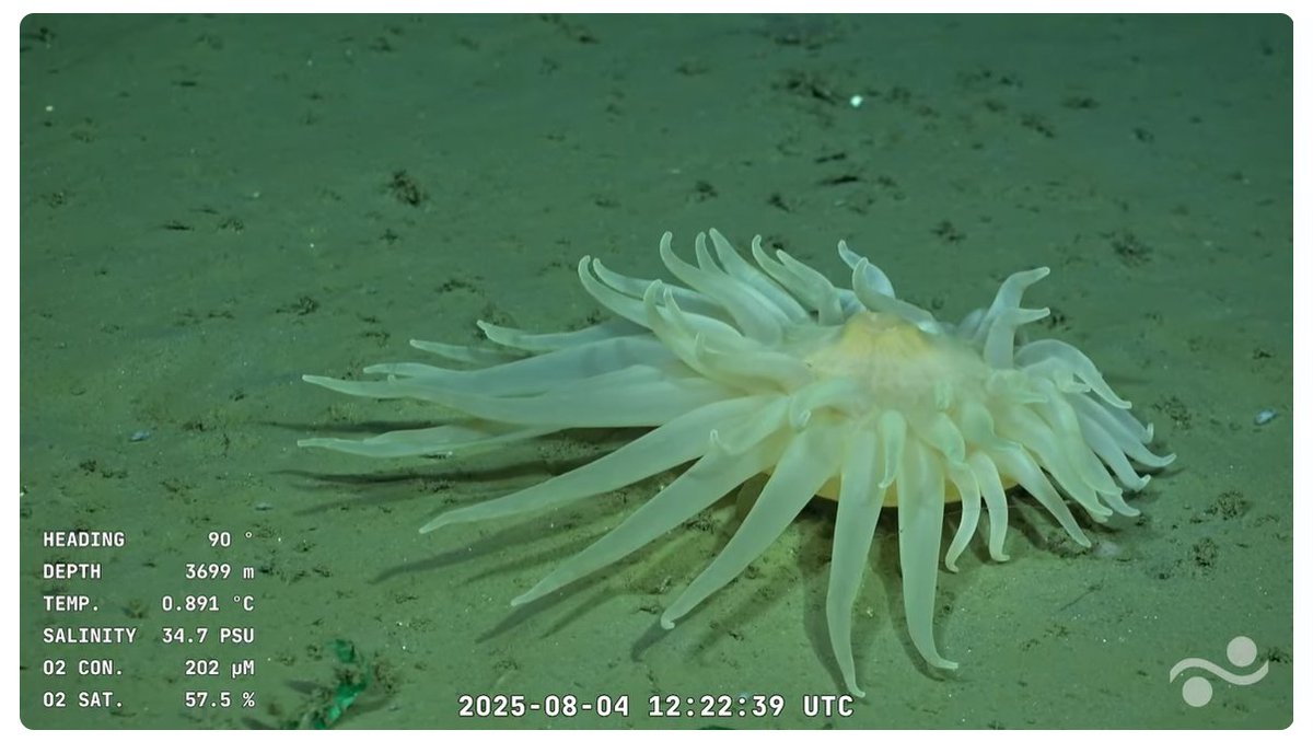 Que loco esto de ver un Stream científico un lunes a las 8 am (Chile) donde uno se puede encontrar con especies que nunca había visto a 3600 metros de profundidad <a href="/SchmidtOcean/">Schmidt Ocean</a> #MarDelPlataCanyon <a href="/Conicet/">Conicet</a>