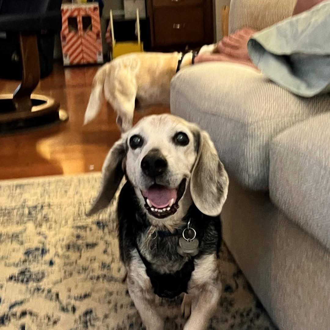 TriBeagles tweet media