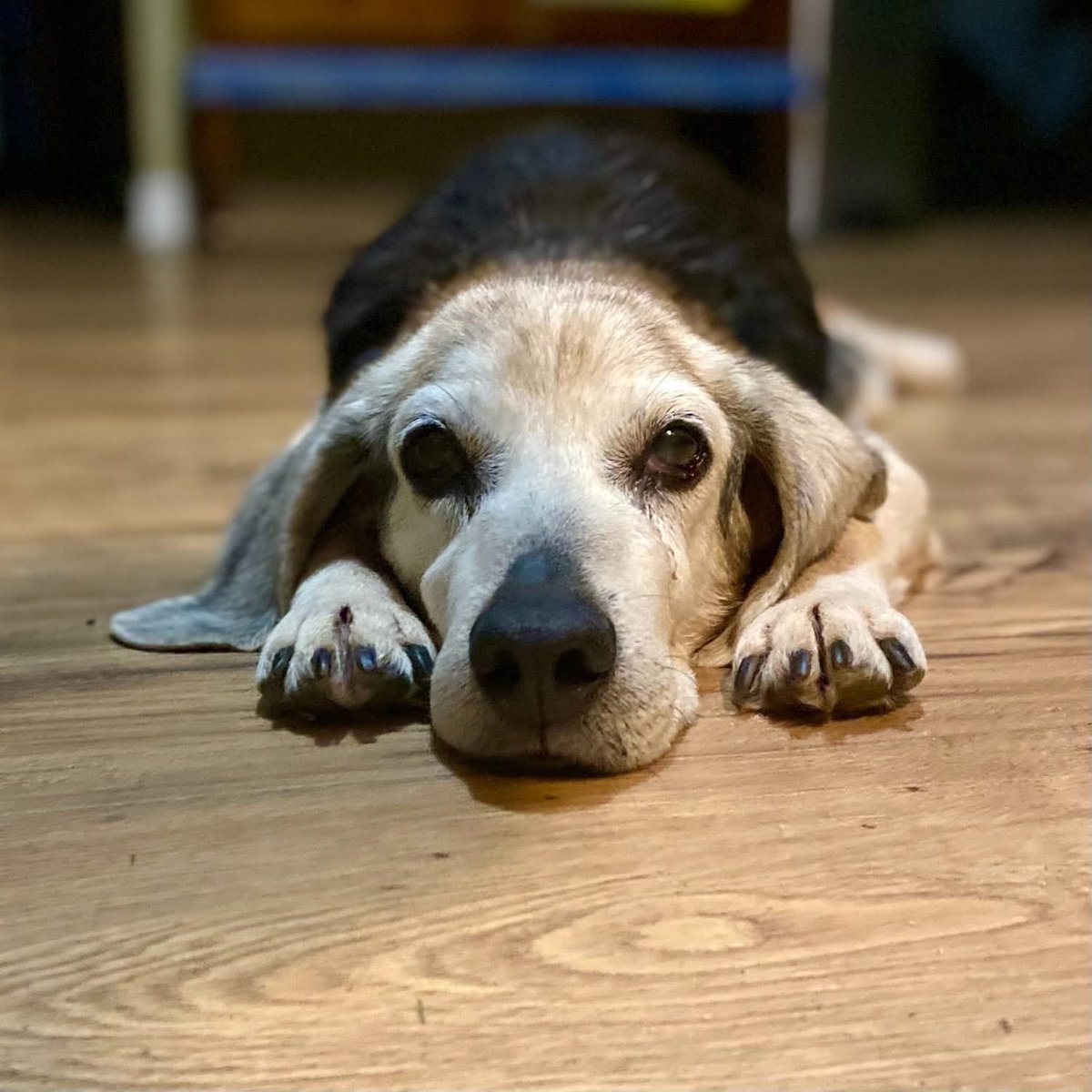 Adoptable senior beagle of the day-EARL! tribeagles.org/product/earl/