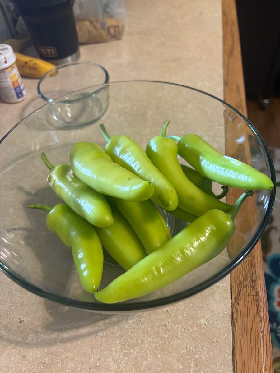 Fresh off the plant. Time to pick the best 3 for judging <a href="/ErieCountyFair/">Erie County Fair</a>  <a href="/EdenvalleyGrow/">Eden Valley Growers</a> <a href="/AglesFarmMarket/">Agle's Farm Market</a>  #ECFGrowingAces