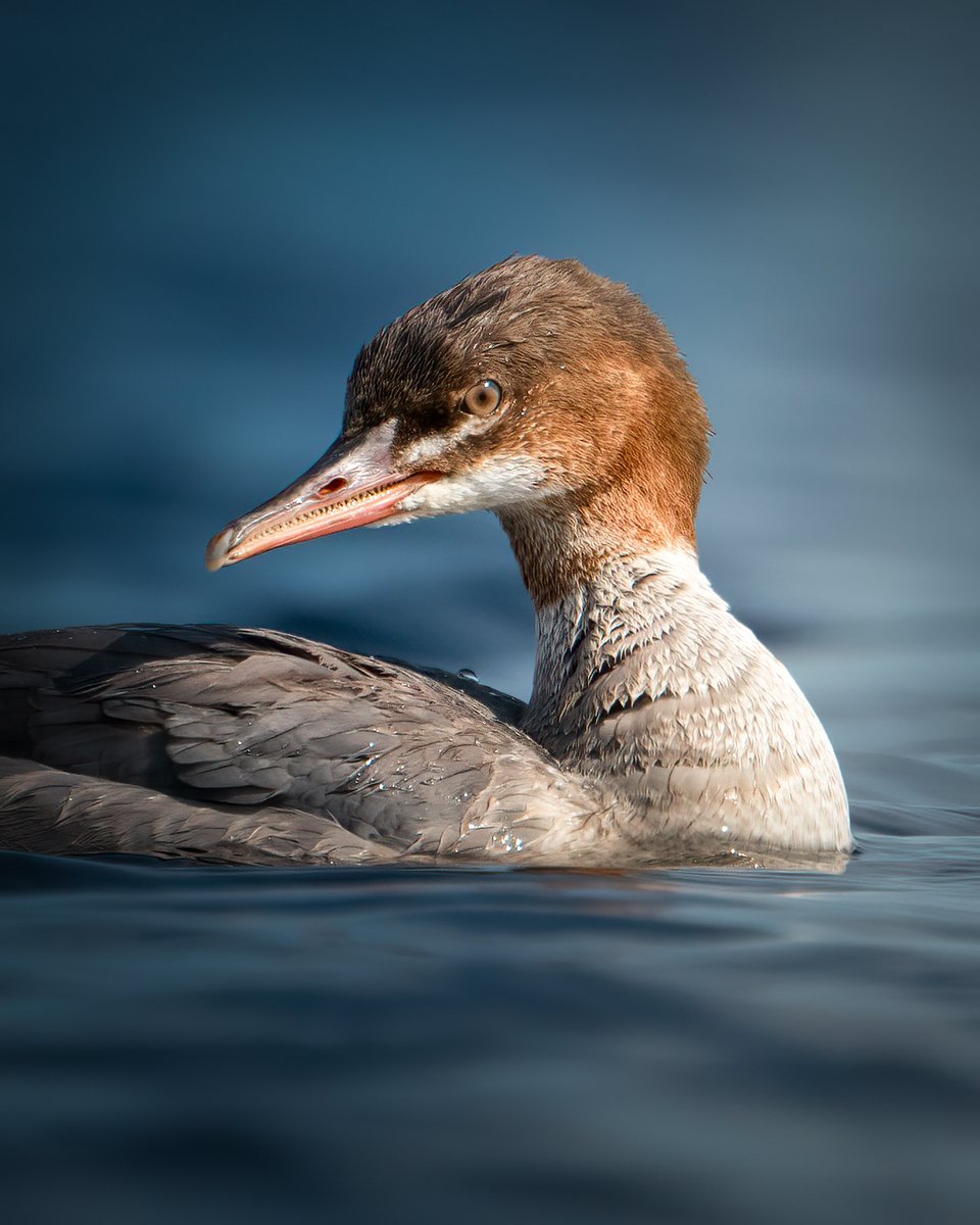 edzhuss's tweet photo. Lielā gaura (04.08.2025, Mangaļsalas mols)
#Mergusmerganser https://t.co/rAWfIhRNvP