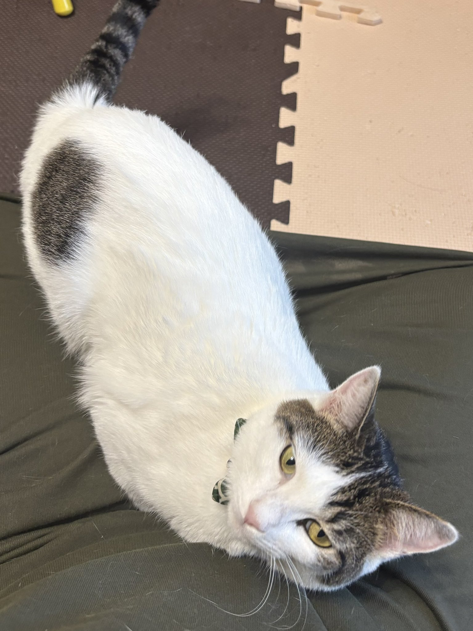 ふくンツ (@fukuruneko0718) / X