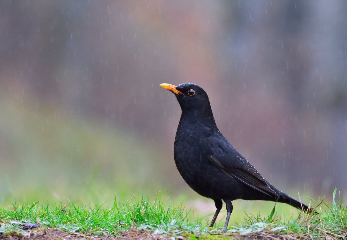 Help nature to weather #StormFloris 🍃🌧️

- Secure feeders in sheltered spots.

- Boost energy levels with extra food: flying in strong gusts is exhausting!

- Provide water for thirsty wildlife grabbing a quick drink.

And to feathers &amp; folks alike, stay safe outdoors. 💚