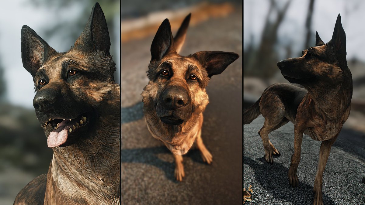 Cereebus's tweet image. Best Boy Dogmeat

#Fallout4 #Dogmeat