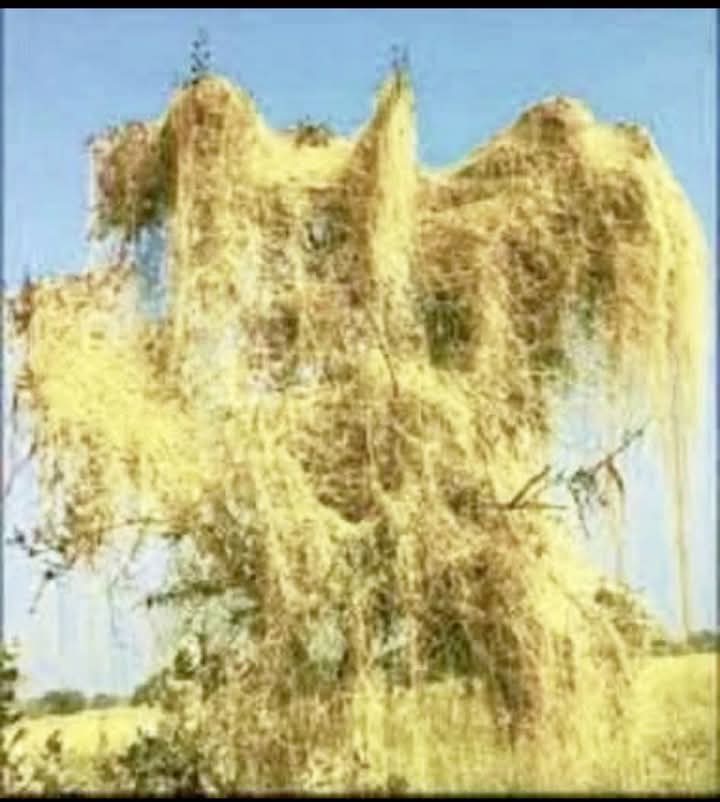 कमाल की बात है कि जिसका कोई अस्तित्व नहीं वह सर पर चढ़कर राज कर रहे हैं और जिनकी जड़ें इस मिट्टी से जुड़ी हैं वो दबकर सूख रहे हैं 😷