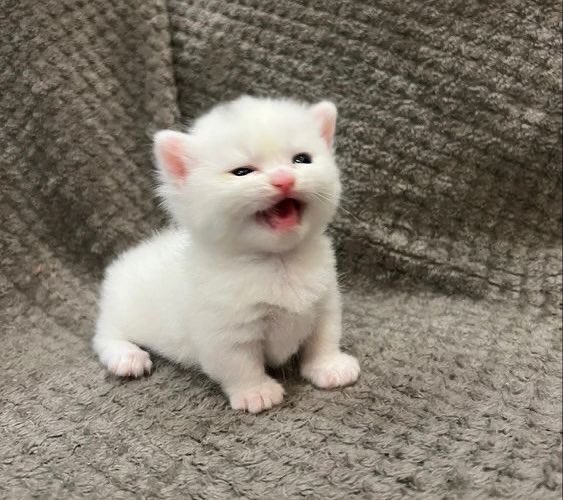 猫 猫さん Buy ZX 700 - B34330 | GOAT