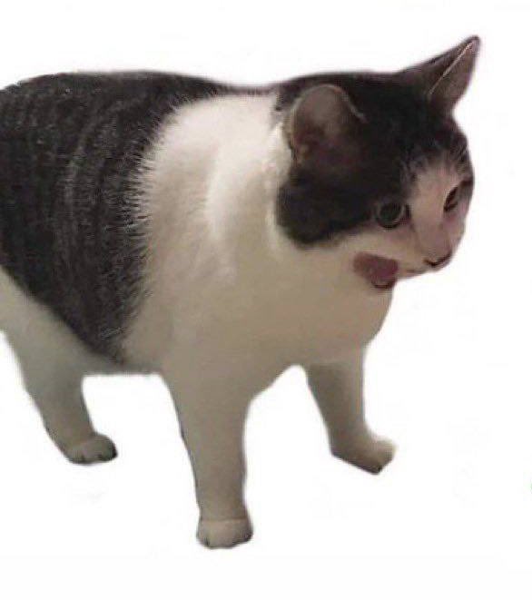 I'm hearing that there is a new Infinex cat that appeared when I was gone...