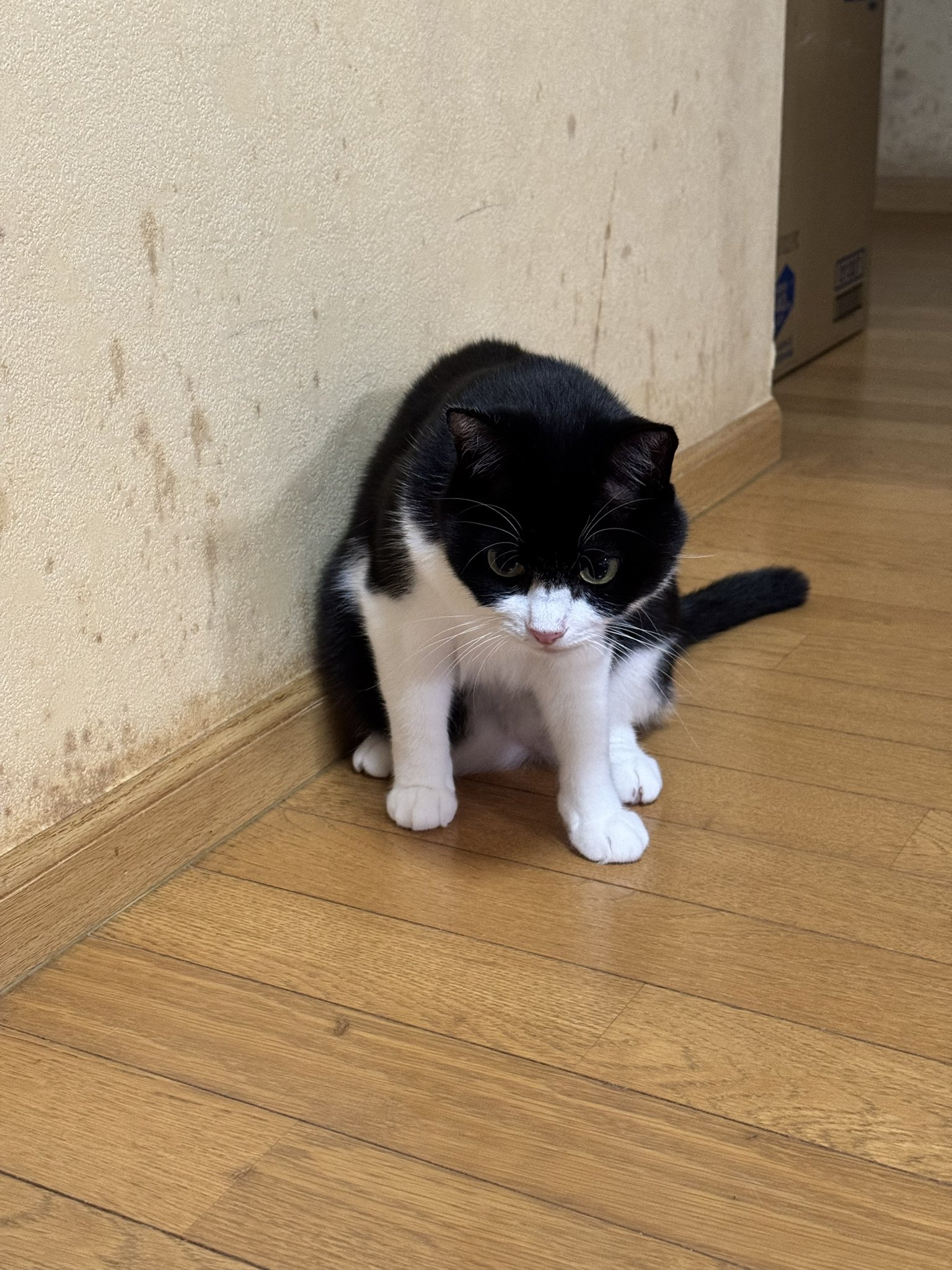 猫中毒 喫猫中毒者といじょい🐽 on X: 