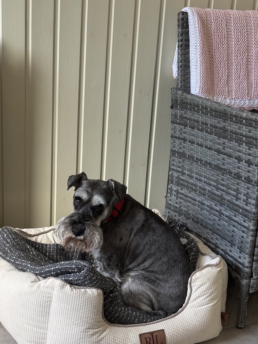 anniean73967235's tweet image. #AnotherStorm #Notgoingout 🐶