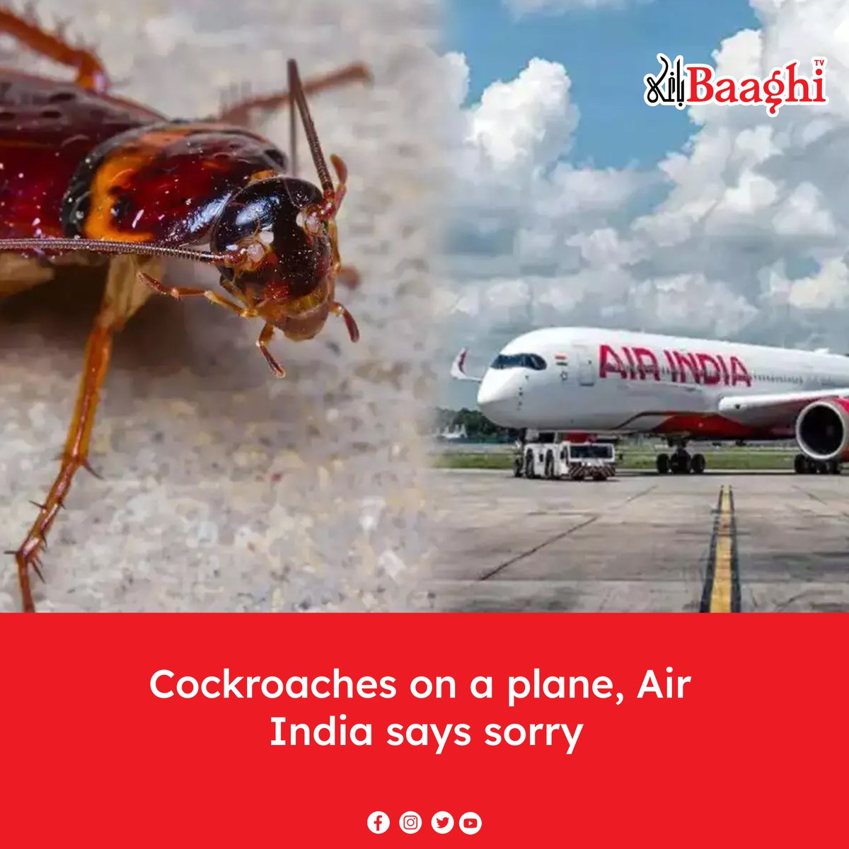 BaaghiTV's tweet image. Cockroaches on a plane, Air India says sorry

en.baaghitv.com/cockroaches-on…

#BaaghiTV #AirIndia #Cockroaches #Plane #Dorry