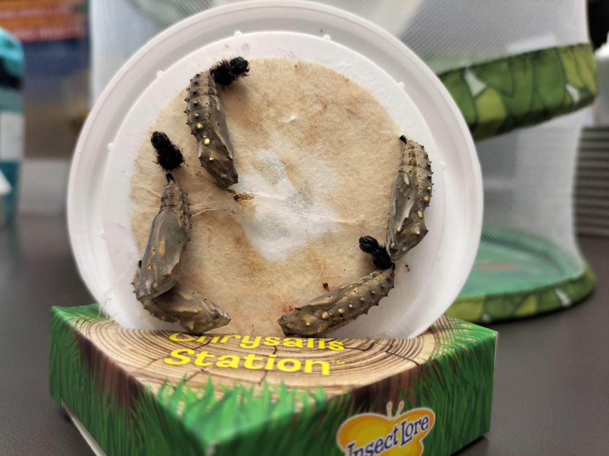 Newbridge Library (@newbridgelib) on Twitter photo · Shhhh! Our caterpillars are sleeping in their cocoons! <a href="/CaerphillyLibs/">Llyfrgelloedd Caerffili | Caerphilly Libraries</a> 🤫🦋 · Shhhh! Our caterpillars are sleeping in their cocoons! <a href="/CaerphillyLibs/">Llyfrgelloedd Caerffili | Caerphilly Libraries</a> 🤫🦋