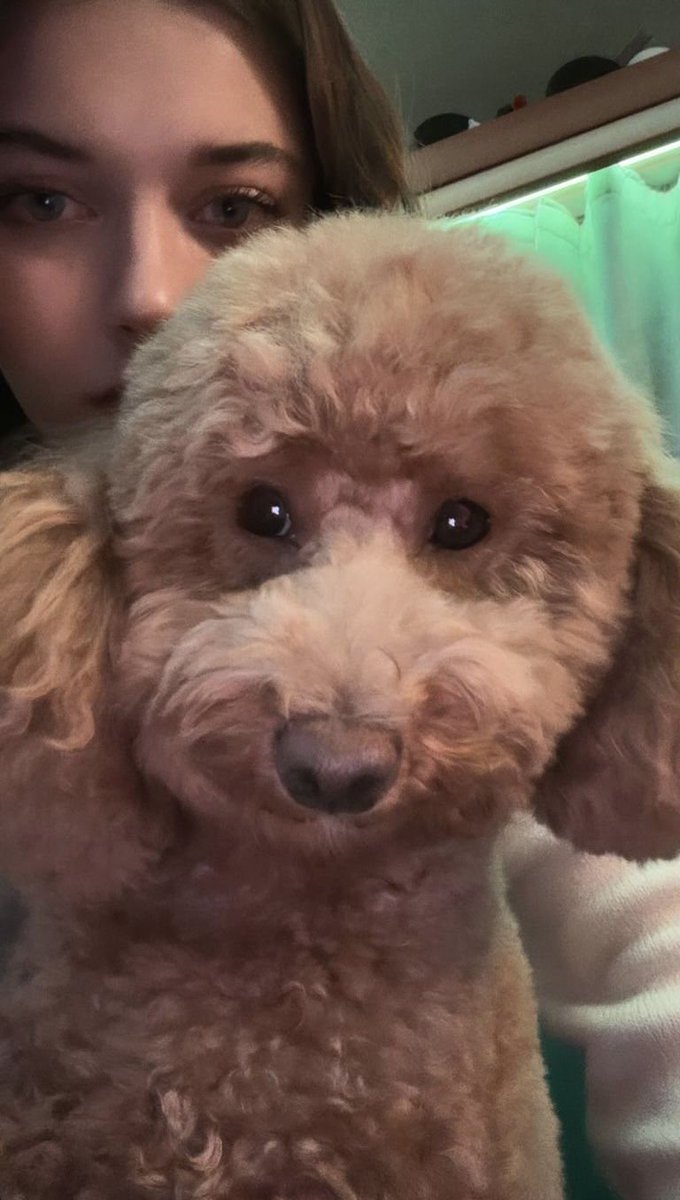 dsjdsfsajkfhs pinterestte karşıma çıktı çok gülüyorum naginin bu tipine